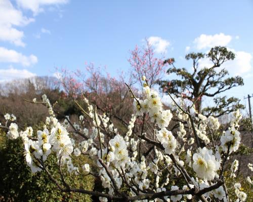 野梅系と思われるガクが緑の白梅